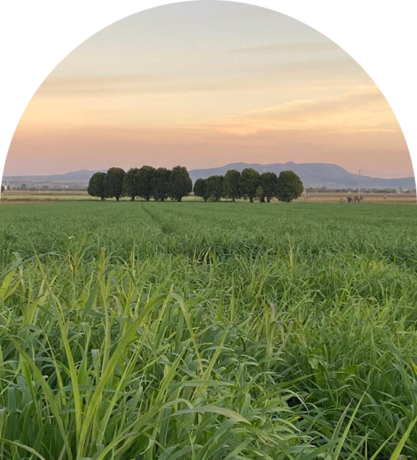 lugar
