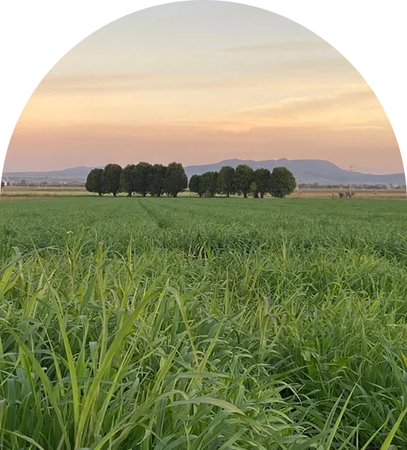 lugar