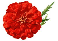 Flor