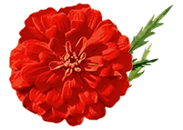 Flor